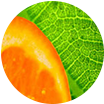 Citrus Aromatic